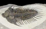 Spiny Comura Trilobite - Exceptional Specimen #65820-1